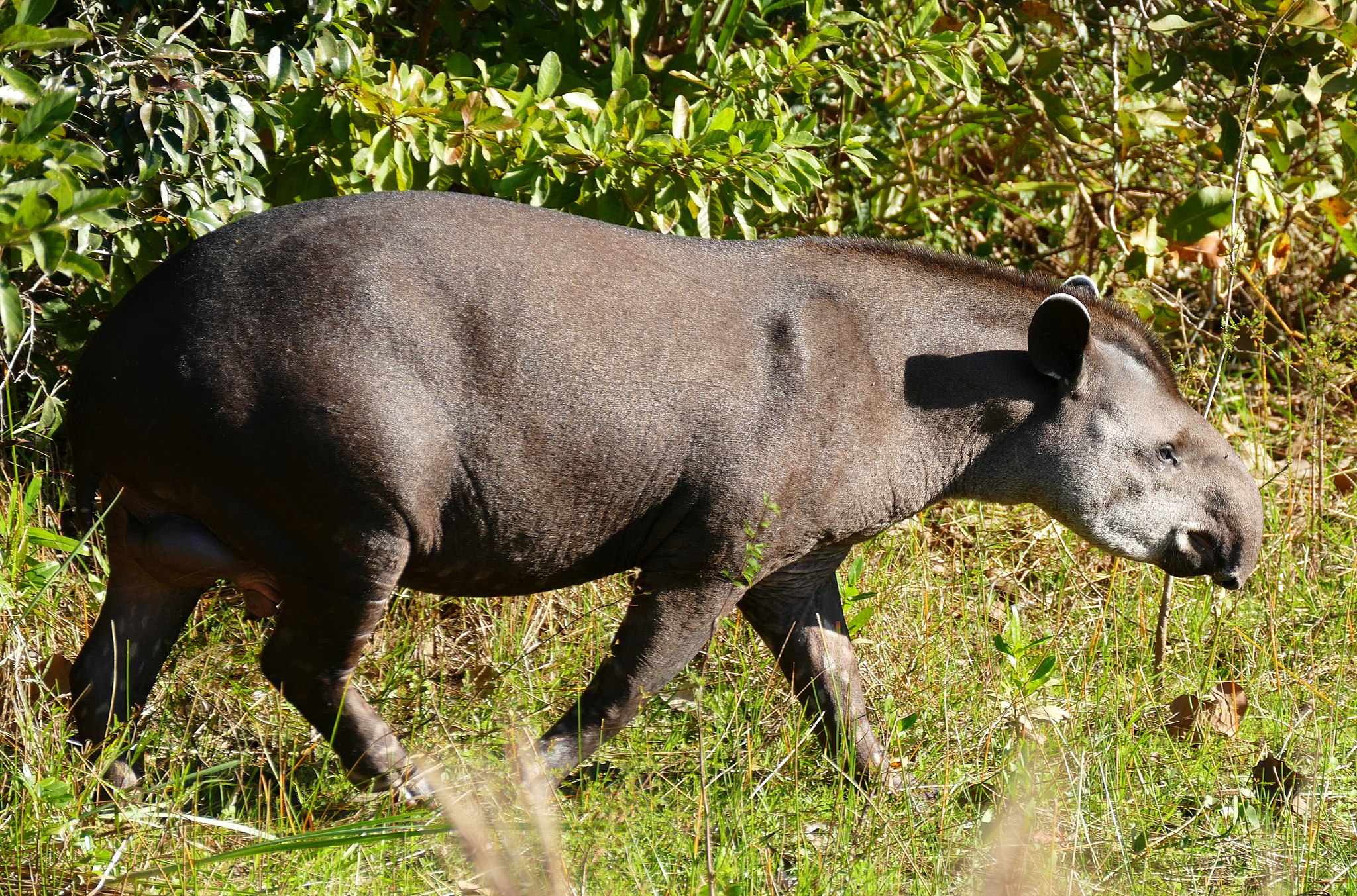 Tapirs could be key in helping degraded rainforests bounce back | One Earth